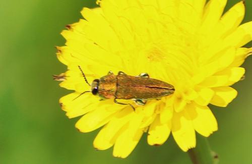 Réf. 359 330 : Anthaxia hungarica